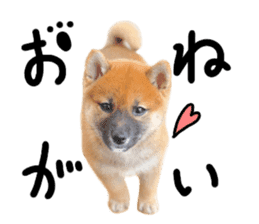 cause what's ANKO sticker #13578707