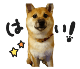 cause what's ANKO sticker #13578709