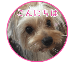 Yorkshire terrierSticker sticker #13578855