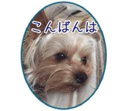 Yorkshire terrierSticker sticker #13578856