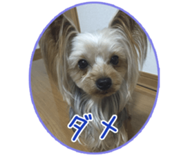 Yorkshire terrierSticker sticker #13578867