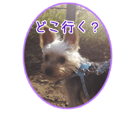 Yorkshire terrierSticker sticker #13578870