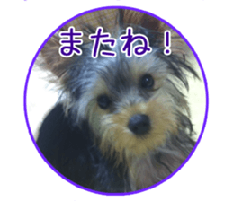 Yorkshire terrierSticker sticker #13578873