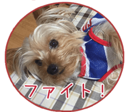 Yorkshire terrierSticker sticker #13578875