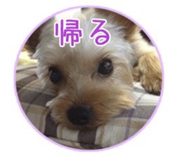 Yorkshire terrierSticker sticker #13578877