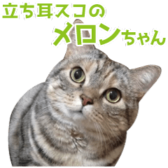 Scottish hold "melon-chan"