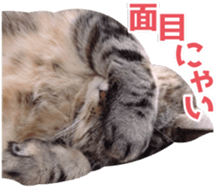 Scottish hold "melon-chan" sticker #13583006