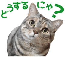 Scottish hold "melon-chan" sticker #13583008