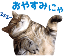 Scottish hold "melon-chan" sticker #13583010