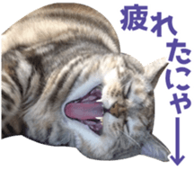 Scottish hold "melon-chan" sticker #13583011