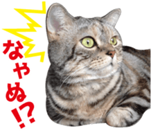 Scottish hold "melon-chan" sticker #13583012