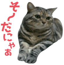 Scottish hold "melon-chan" sticker #13583013