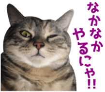 Scottish hold "melon-chan" sticker #13583014