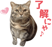 Scottish hold "melon-chan" sticker #13583015