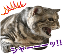 Scottish hold "melon-chan" sticker #13583016