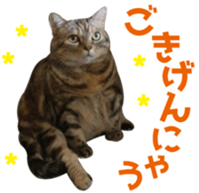 Scottish hold "melon-chan" sticker #13583017