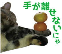 Scottish hold "melon-chan" sticker #13583019