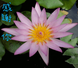 Mei Ying landscape photos sticker #13583590