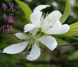 Mei Ying landscape photos sticker #13583593