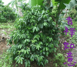 Mei Ying landscape photos sticker #13583597