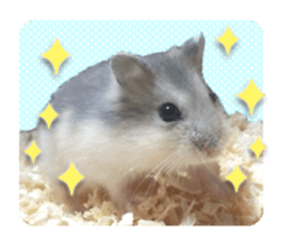 Djungarian hamster -Hamuta- Photo ver.1 sticker #13583638