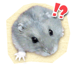 Djungarian hamster -Hamuta- Photo ver.1 sticker #13583642