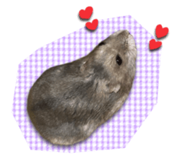 Djungarian hamster -Hamuta- Photo ver.1 sticker #13583643