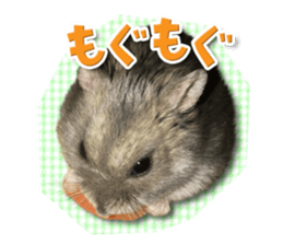 Djungarian hamster -Hamuta- Photo ver.1 sticker #13583644