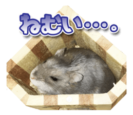 Djungarian hamster -Hamuta- Photo ver.1 sticker #13583645