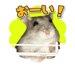 Djungarian hamster -Hamuta- Photo ver.1 sticker #13583646