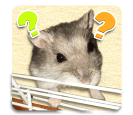 Djungarian hamster -Hamuta- Photo ver.1 sticker #13583647