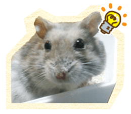 Djungarian hamster -Hamuta- Photo ver.1 sticker #13583648
