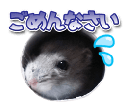 Djungarian hamster -Hamuta- Photo ver.1 sticker #13583649