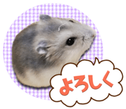 Djungarian hamster -Hamuta- Photo ver.1 sticker #13583650