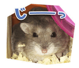 Djungarian hamster -Hamuta- Photo ver.1 sticker #13583651