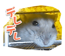 Djungarian hamster -Hamuta- Photo ver.1 sticker #13583652