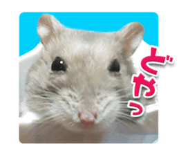 Djungarian hamster -Hamuta- Photo ver.1 sticker #13583653