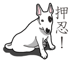 Daily Bull terrier sticker #13584838