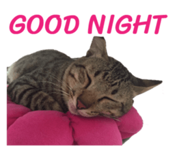 Meow! I am a Cat sticker #13585144