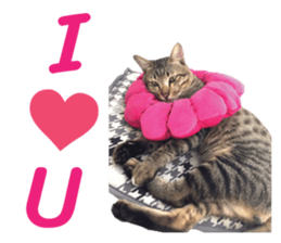 Meow! I am a Cat sticker #13585147