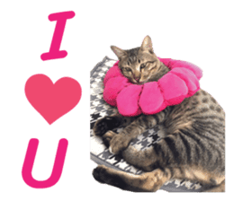 Meow! I am a Cat sticker #13585147