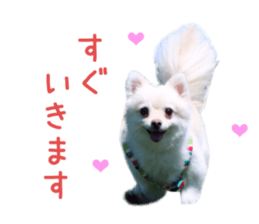 Real DOG -White Pomeranian- sticker #13586446