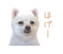 Real DOG -White Pomeranian- sticker #13586447