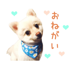 Real DOG -White Pomeranian- sticker #13586448