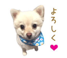 Real DOG -White Pomeranian- sticker #13586449