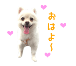 Real DOG -White Pomeranian- sticker #13586450
