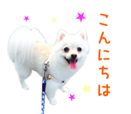 Real DOG -White Pomeranian- sticker #13586451