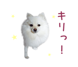 Real DOG -White Pomeranian- sticker #13586452