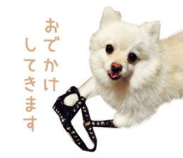 Real DOG -White Pomeranian- sticker #13586453