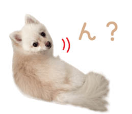 Real DOG -White Pomeranian- sticker #13586454